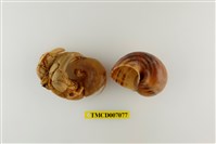 藏品(凹足陸寄居蟹)的圖片